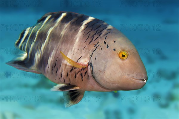 Redbreasted wrasse (Cheilinus fasciatus)