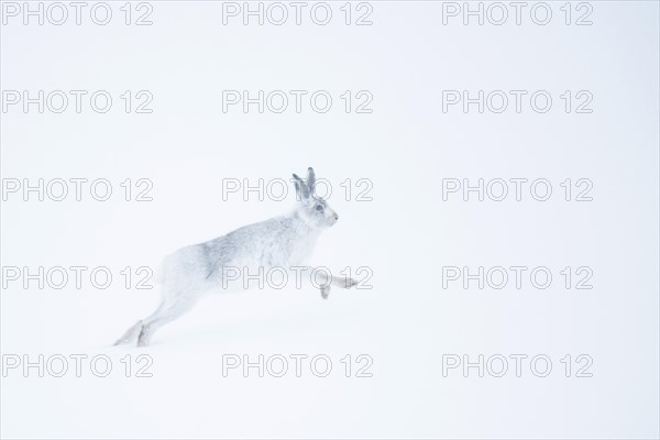 Mountain hare (Lepus timidus) running in snow