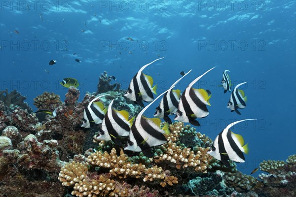 Swarm Pennant coralfishes (Heniochus acuminatus)