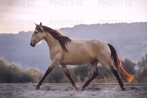 Andalusian horse