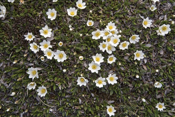 White dryad (Dryas octopetala)