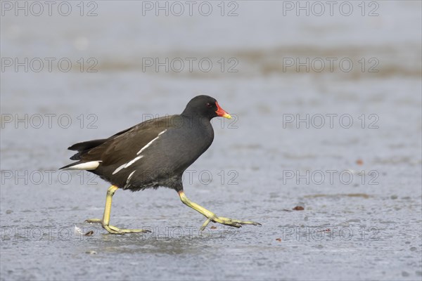 Common moorhen (Gallinula chloropus) runs over ice rink