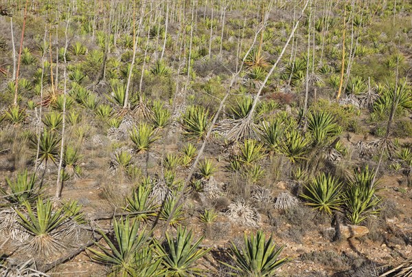 Century plants (Agave americana)