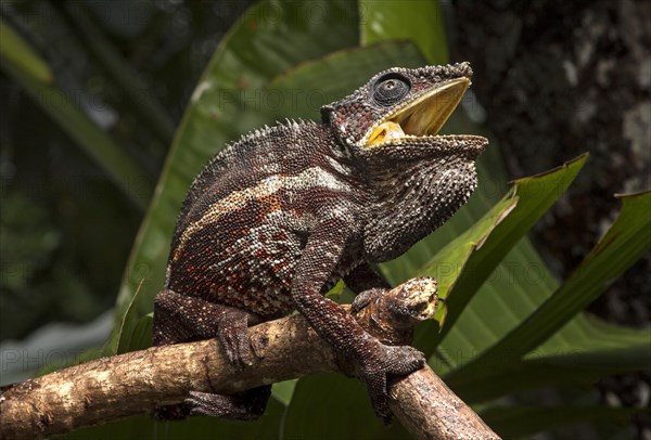 Parson's chameleon (Calumma parsonii