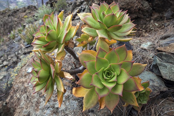 Thick leaf plant (Aeonium percarneum) in the mountains of Gran Canaria