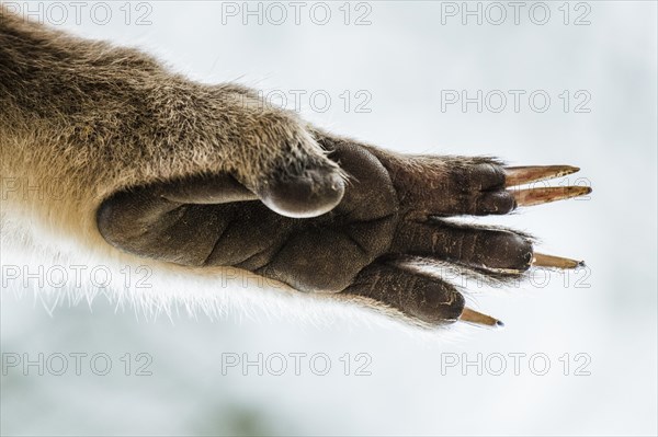 Koala (Phascolarctos cinereus)