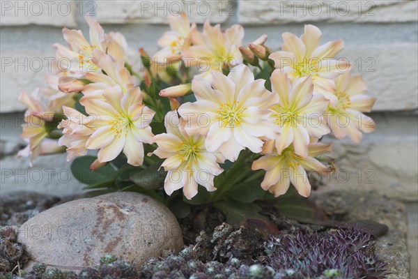 Bitterroot (Lewisia tweedyi)