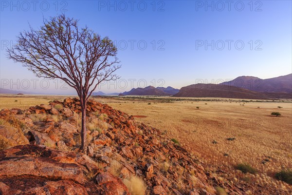 Tree on a stone hill