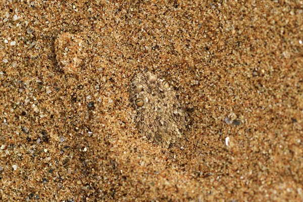 Peringuey's Adder (Bitis peringueyi) buried in the sand