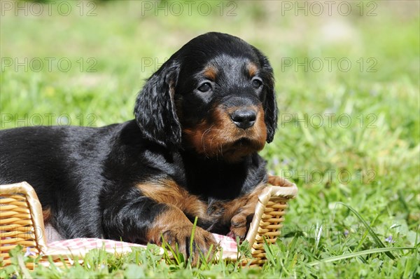 Gordon Setter