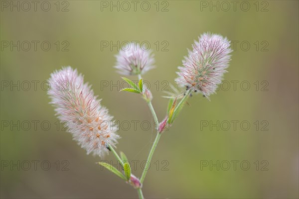 Haresfoot Clover (Trifolium arvense)