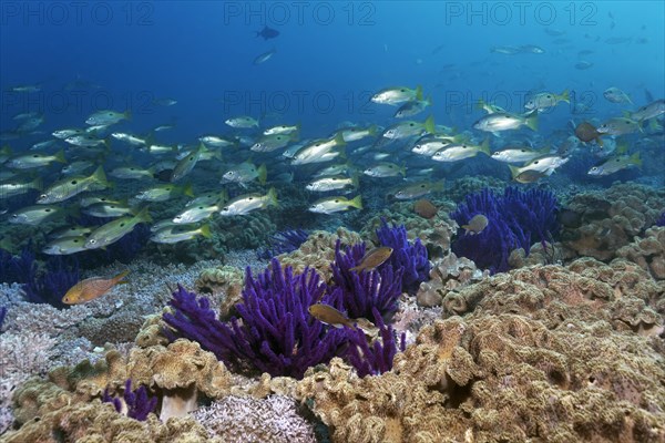 Ehrenberg's Snapper (Lutjanus ehrenbergii)