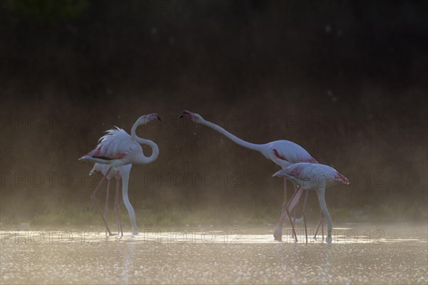 Greater Flamingo (Phoenicopterus roseus)