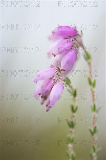 Cross-leaved Heath (Erica tetralix)