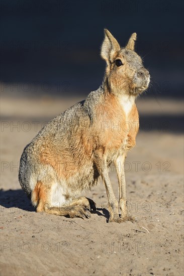 Patagonian Mara (Dolichotis patagonum)