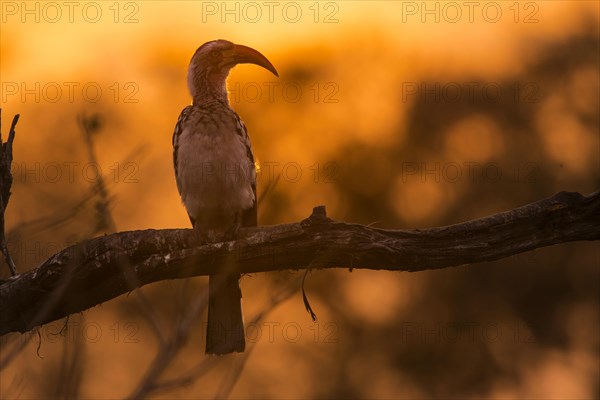 Southern Yellow-billed Hornbill (Tockus leucomelas) sits on branch at sunset