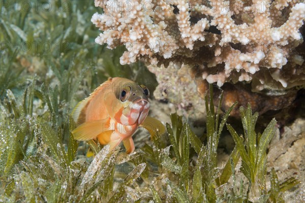 Blacktip Grouper (Epinephelus fasciatus) lies on the sea grass under coral