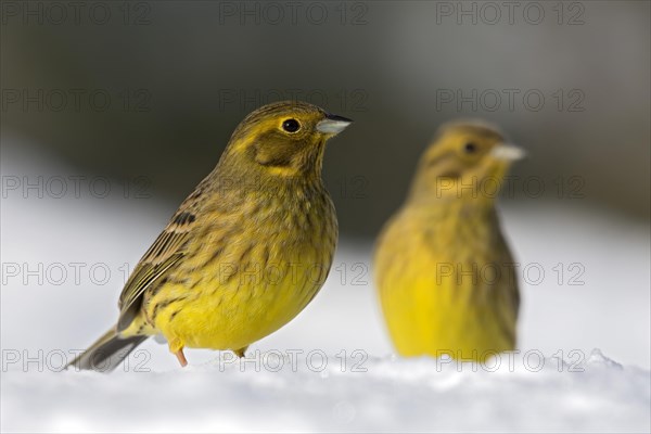 Yellowhammers (Emberiza citrinella)