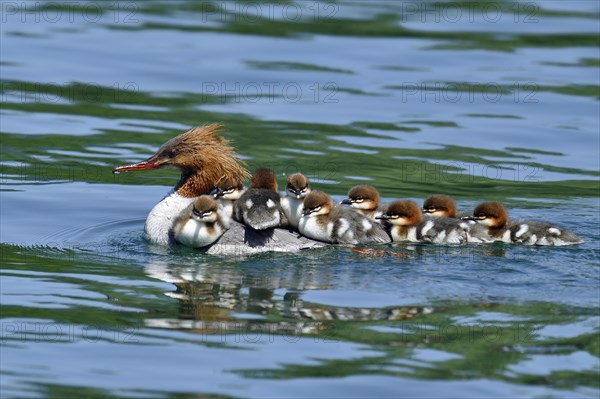 Common merganser (Mergus merganser)