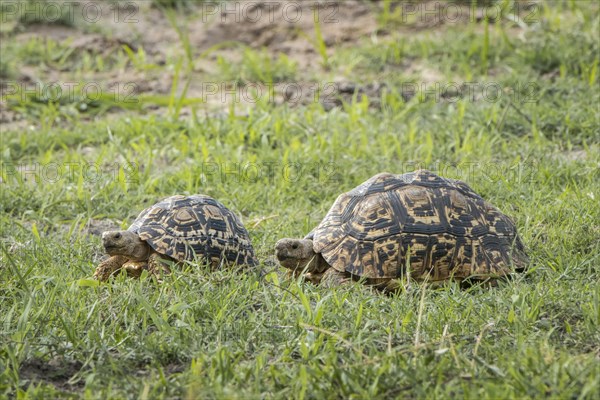 Leopard tortoises (Stigmochelys pardalis) walking in a row