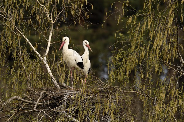 White storks (Ciconia ciconia)