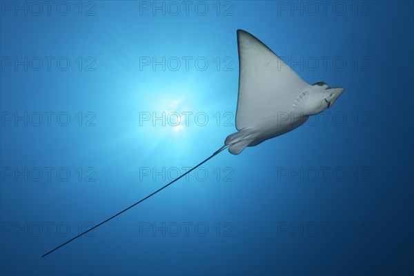 Spotted eagle ray (Aetobatus narinari)