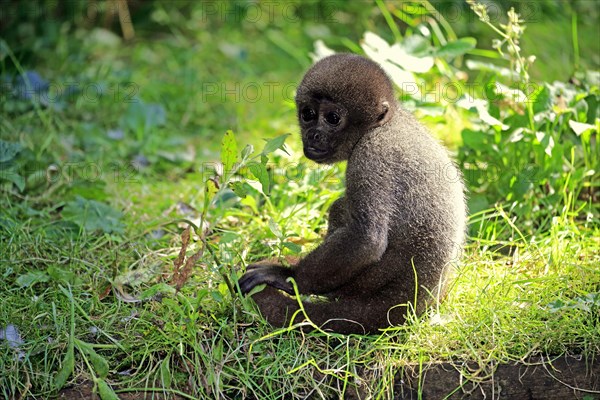 Brown wool monkey (Lagothrix lagotricha cana)