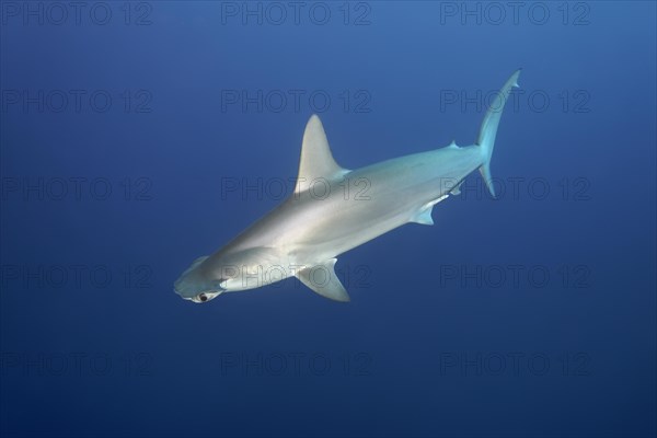 Scalloped Hammerhead (Sphyrna lewini) swims in the open sea