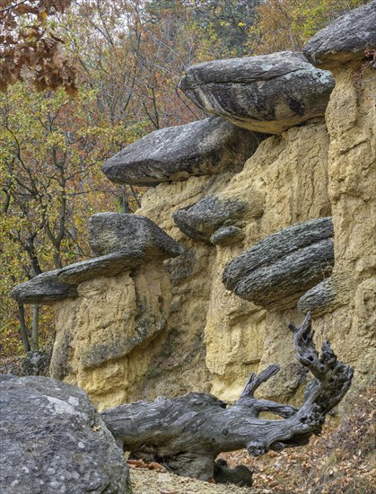 Stone Mushrooms