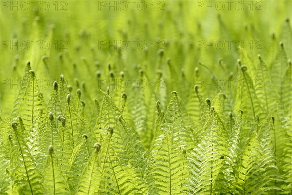 Ostrich Fern (Matteuccia struthiopteris) against the light