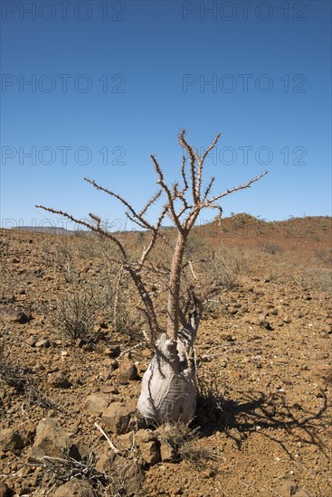 Bottle tree (Pachypodium lealii) in the desert