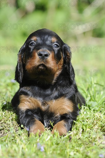 Gordon Setter