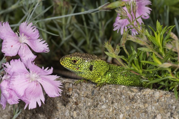 Sand lizard (Lacerta agilis)