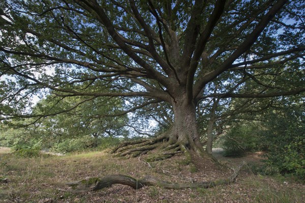 Wood pasture oak (Quercus robur)