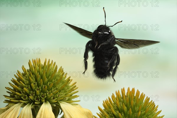 Violet carpenter bee (Xylocopa violacea)