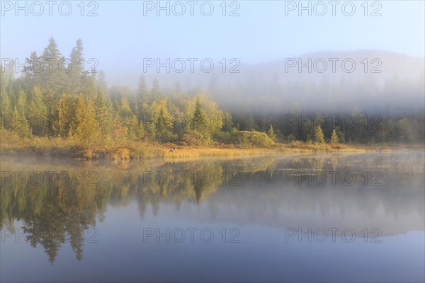 Morning fog