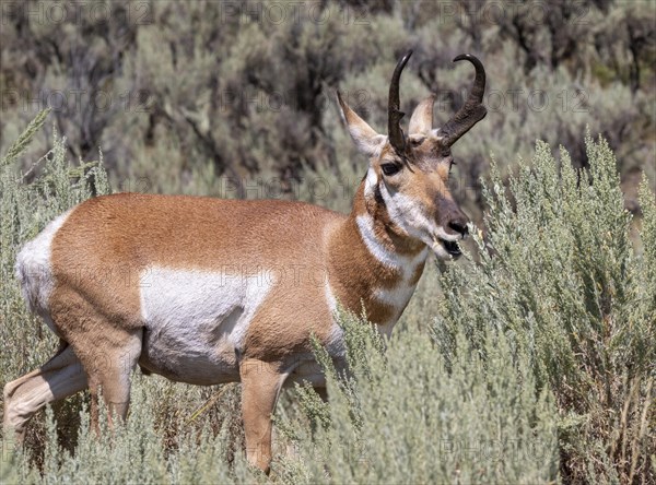 Pronghorn (Antilocapra americana)