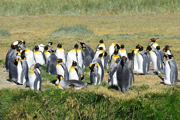 King penguins (Aptenodytes patagonicus)