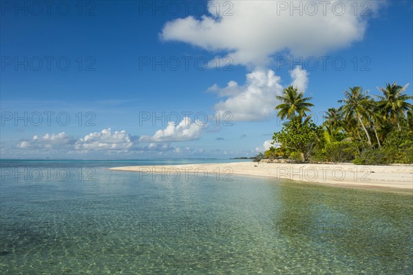 Palm fringed white sand beach in the turquoise waters of Tikehau