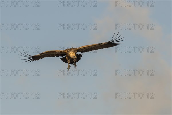 Griffon vulture (Gyps fulvus) in flight