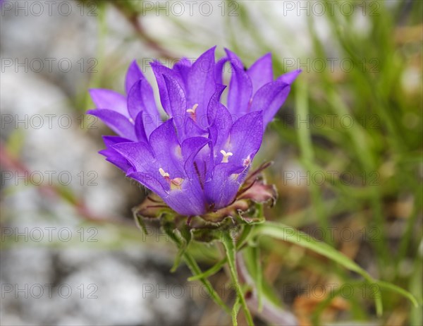 Edraianthus serpyllifolius (Edraianthus graminifolius)