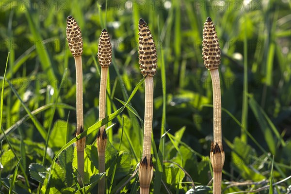 Field horsetail (Equisetum arvense)