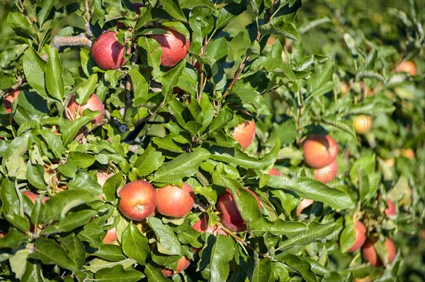 Red apples hanging on apple tree