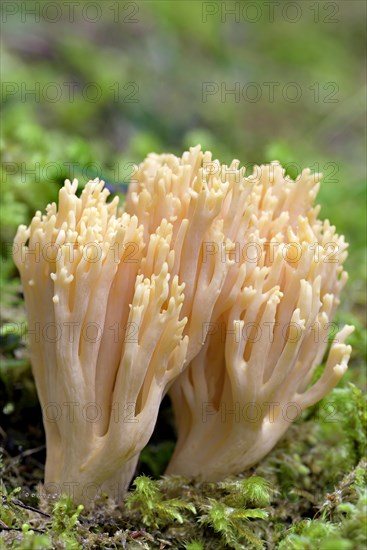 Ramaria mairei (Ramaria mairei)