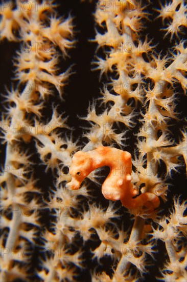 Denise's pygmy seahorse (Hippocampus denise)