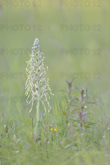 Lizard orchid (Himantoglossum hircinum) in a meadow near Jena