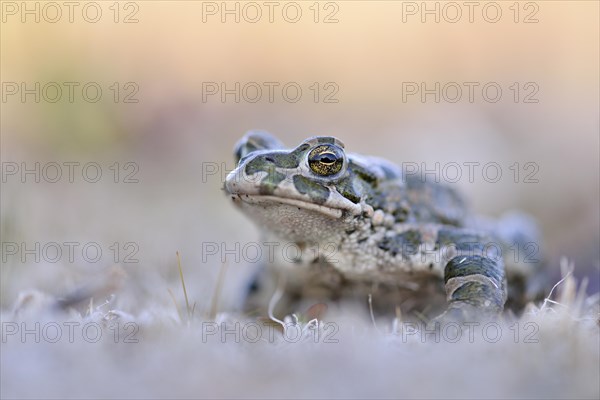 Common Toad (Bufo viridis)