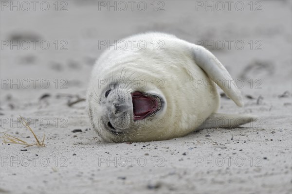 Grey seal (Halichoerus grypus)