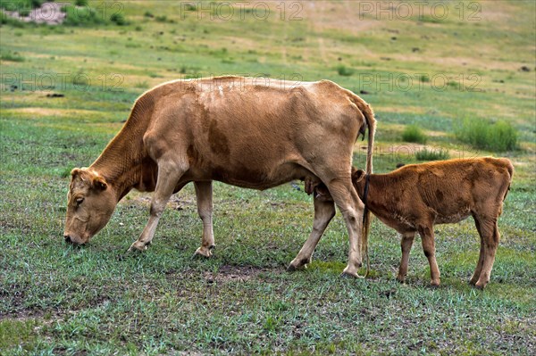 Cow with sucking calf