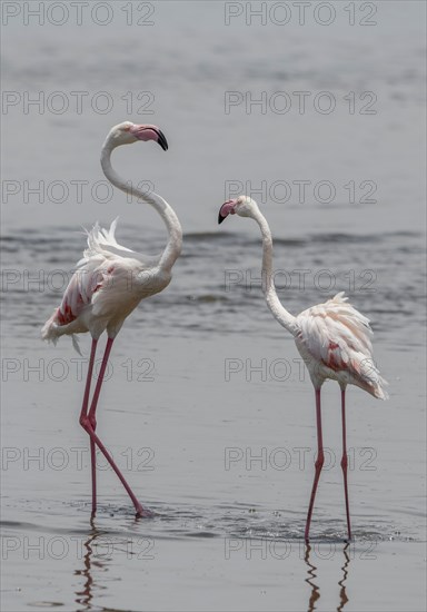 Greater flamingos (Phoenicopterus roseus) standing in shallow water